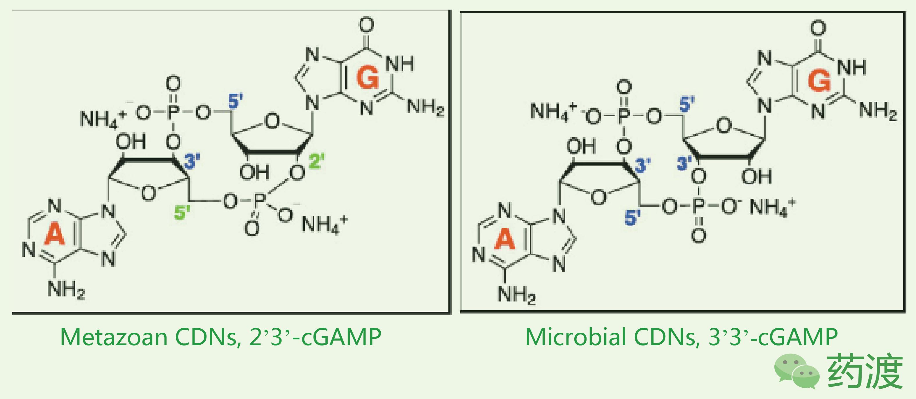 乙肝peg疗法,msc治疗乙肝