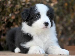 都说不要在淘宝买狗，不信给你看看卖家秀和卖家秀