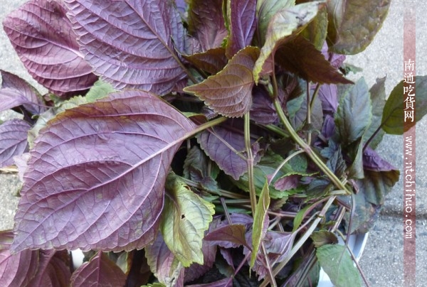 中药药用一览表 (消炎中药药用一览表)