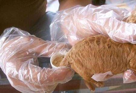 泰迪断尾对狗有好处吗,断尾和不断尾灰泰迪