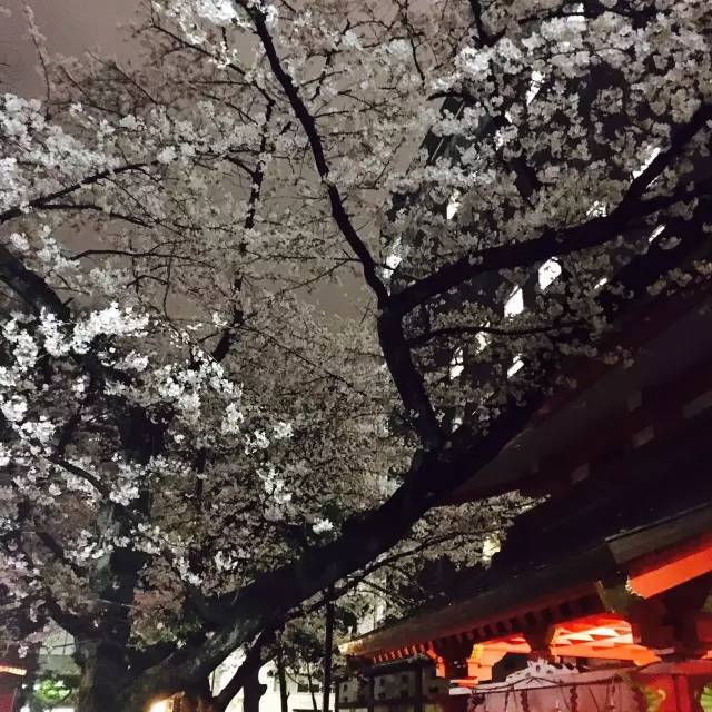 日本东京单人行攻略,去东京自由行攻略