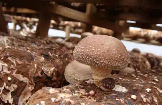 巴西男子身上莫名出现多处“鞭”痕，只因做了这件事...