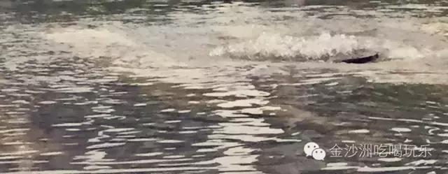 金沙洲哪里有水浸,金沙洲水浸吗