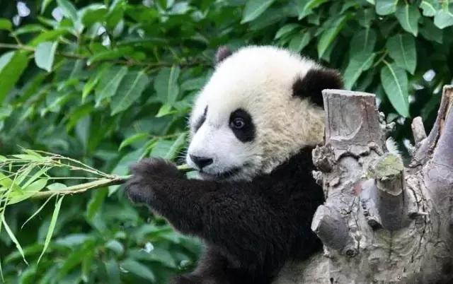 成都有好点儿大嘛？我不敢说