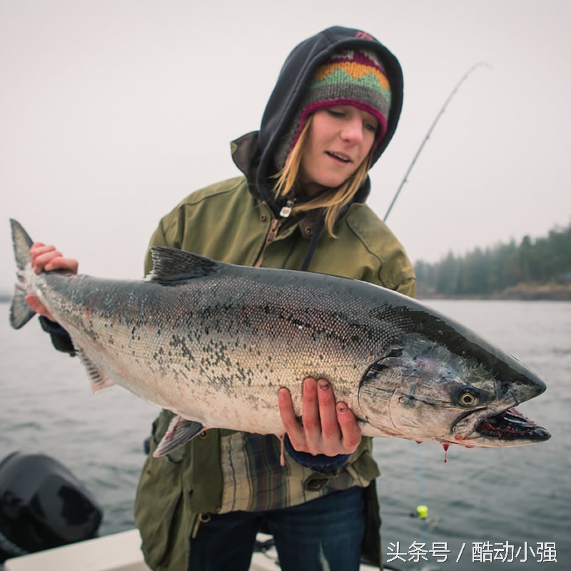 绑钩器鱼钩方法图解,电动绑钩器走内线图解
