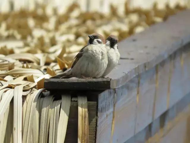 凤凰岛把公园还给你，你还欠自己一次隐居