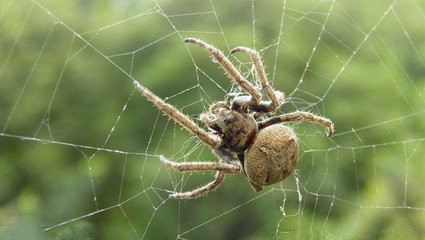 农村常见的虫子,农村这种虫子有100多条腿你见过吗