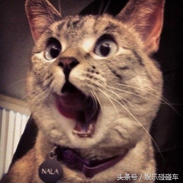 成都冒椒火辣加盟条件,冒椒火辣在哪里