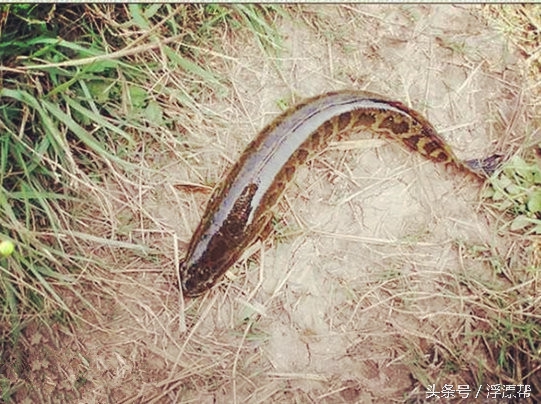 惹瘾上身，擒黑解毒