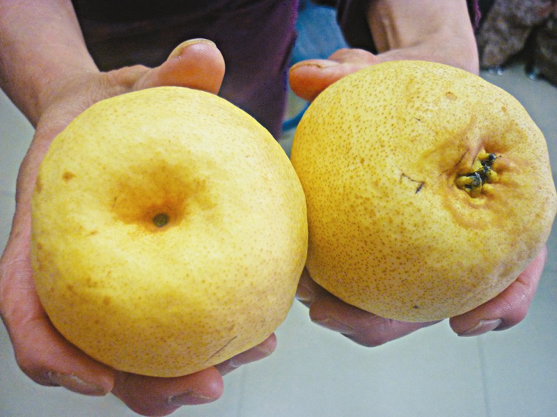 怎么选秋梨,秋梨买哪种好