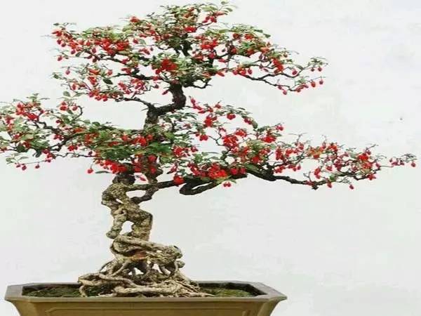 适合家里的小花盆,办公水培小花盆