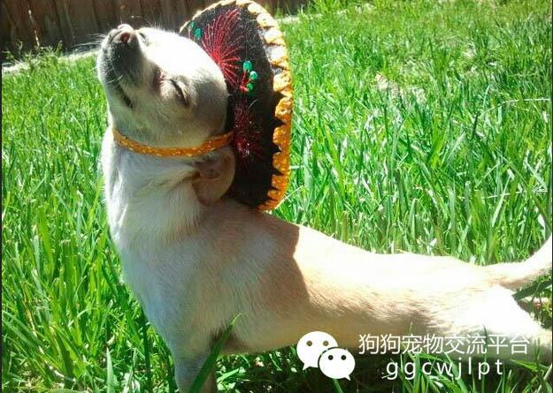 狗狗咳嗽了怎么快速有效的治疗,狗狗咳嗽精彩视频