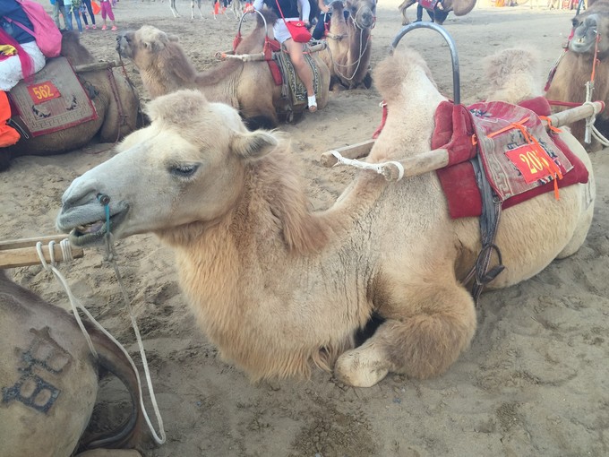 青海大西北之旅 (西宁青海湖张掖敦煌夏季之旅)