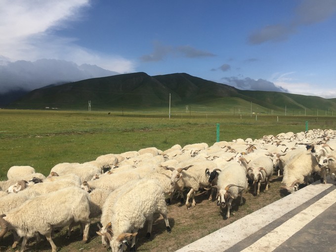 青海大西北之旅 (西宁青海湖张掖敦煌夏季之旅)