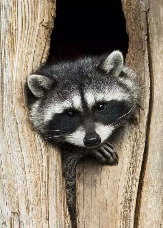 萌宠小浣熊,可爱的小浣熊图片