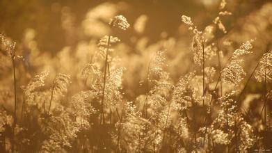 秋季养阳气,秋季养脾润肺