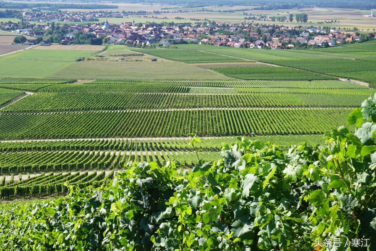 美丽的莱茵河东岸最著名的葡萄酒,法兰肯葡萄酒