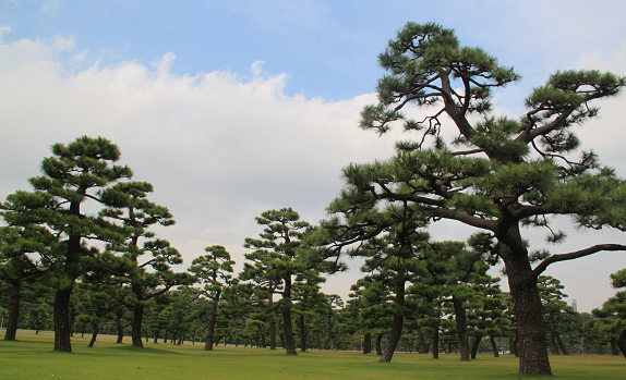 日本东京的城市特点,日本东京被称为什么