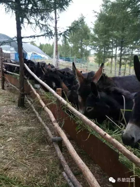 交流养殖经验找对方法很重要,交流养殖经验