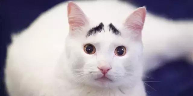 六项基本技能,六项精进不成功决不罢休的感悟