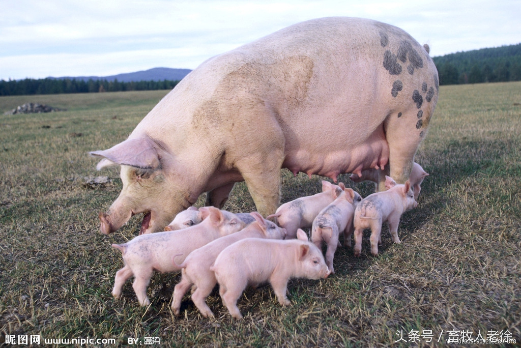 猪易得普通病---霉菌毒素