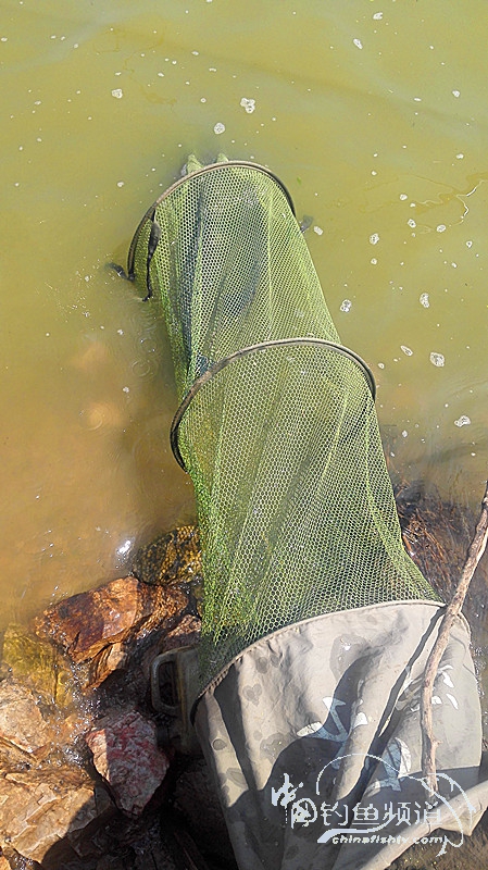 桐湖湿地钓鱼,桐湖钓鱼