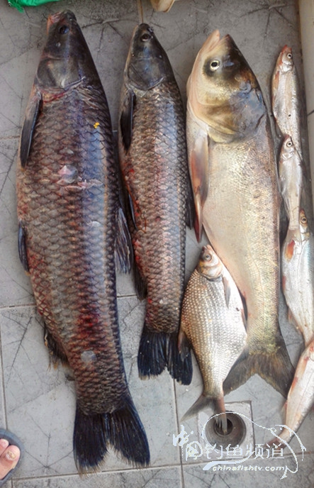 桐湖湿地钓鱼,桐湖钓鱼