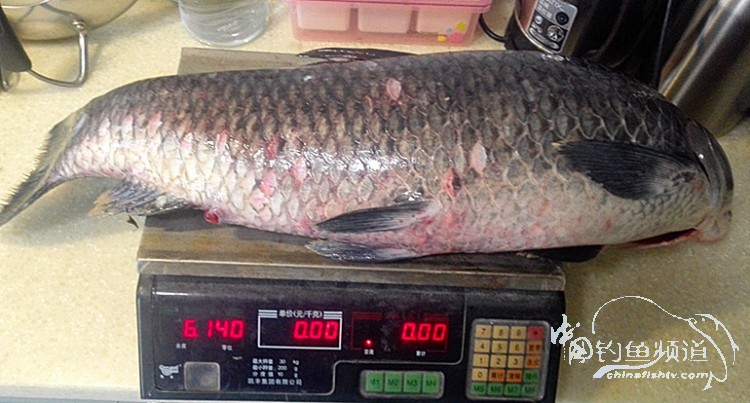 桐湖湿地钓鱼,桐湖钓鱼