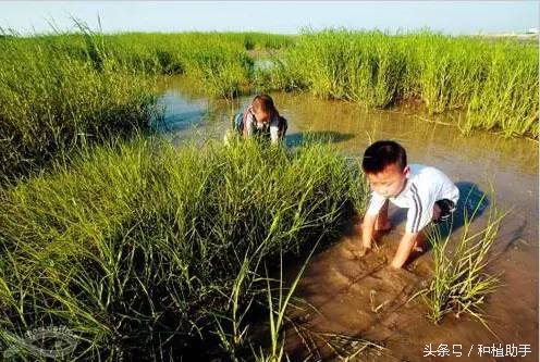小时候捉鱼的正确方法,在农村捉鱼