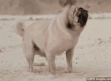 乐视超级电视55寸智能特价1650元,乐视超级电视60寸好吗