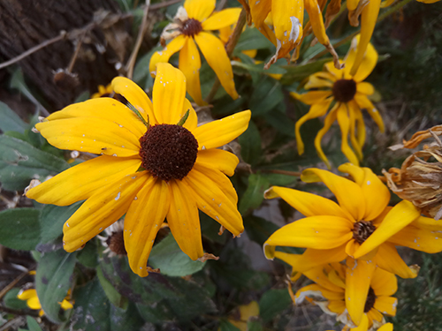 千元机魅蓝note5,360n4和红米