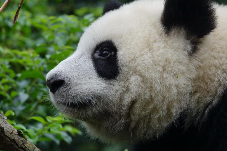 索尼rx10iii测评,索尼rx10第四代使用体验