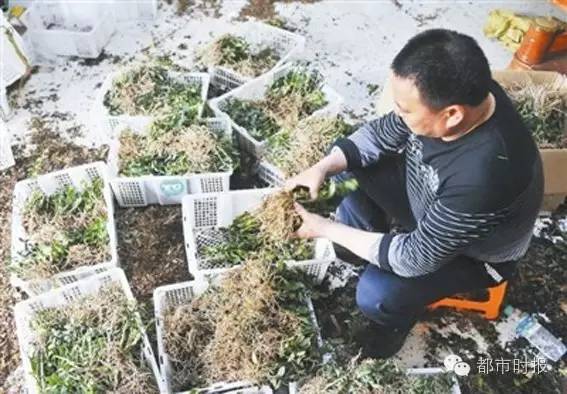 石斛为啥跌下神坛,石斛滞销