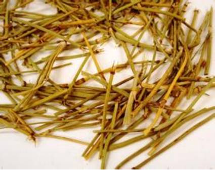 中药麻黄的副作用,中药蜜麻黄的作用