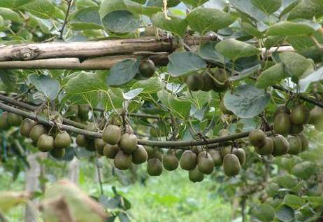 成都金堂猕猴桃,成都猕猴桃