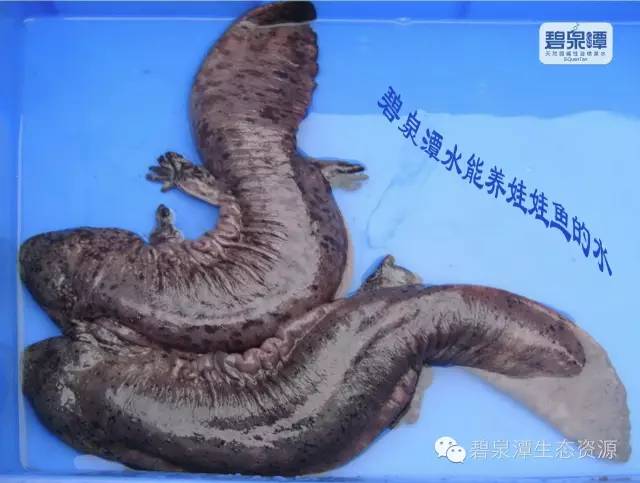 湘潭教师节福利,湘潭岳塘区新入职在编教师的待遇