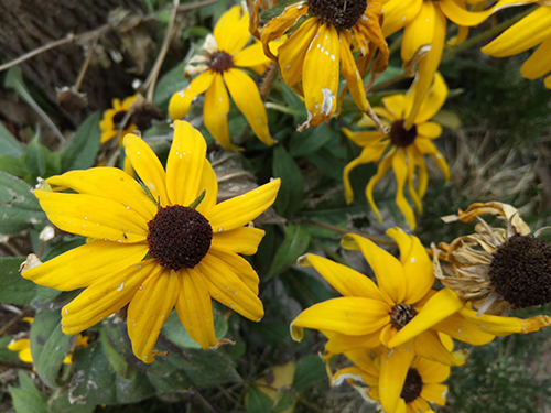 千元机魅蓝note5,360n4和红米