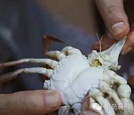 中秋适合吃大闸蟹么,中秋前要吃大闸蟹吗