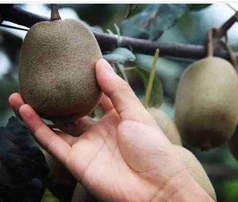 成都金堂猕猴桃,成都猕猴桃