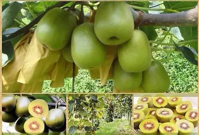 成都金堂猕猴桃,成都猕猴桃