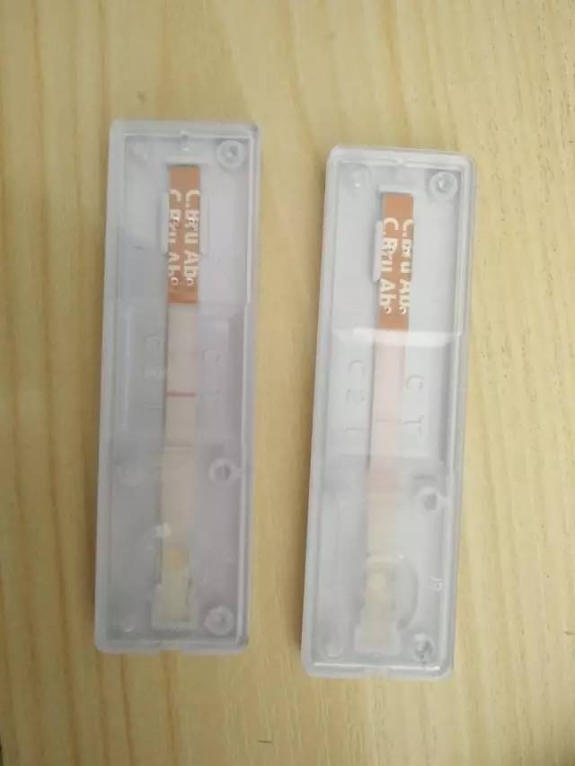 别让试纸草率地夺去猫狗的命！