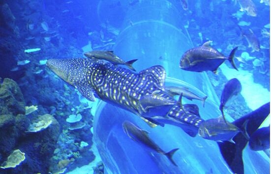 “鱼”国同欢，199元看海坐潜艇!——浩海立方超值海洋游礼献国庆