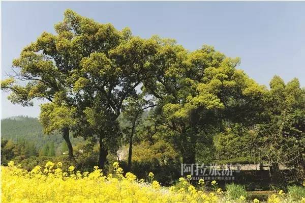 秋风起，宁波人纷纷赶去了这个“浙东第一蟹乡”！湖美螃蟹壮