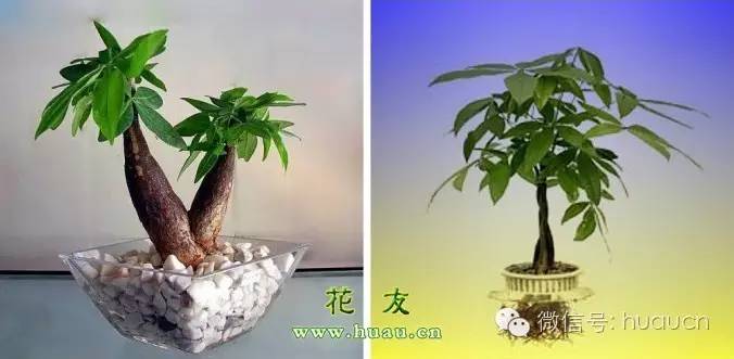 发财树水培怎样判断发财树缺水,发财树怎么水培才能长得好