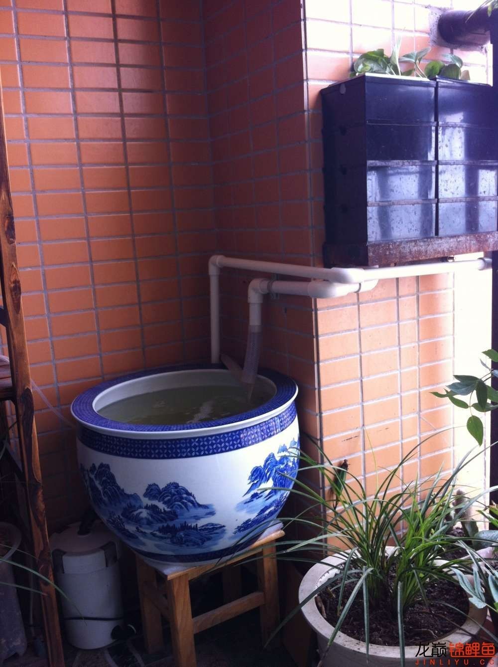 我的锦鲤梦，一直在坚持！