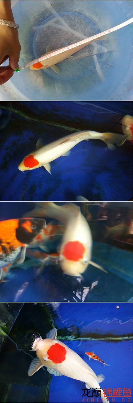 我的锦鲤梦，一直在坚持！