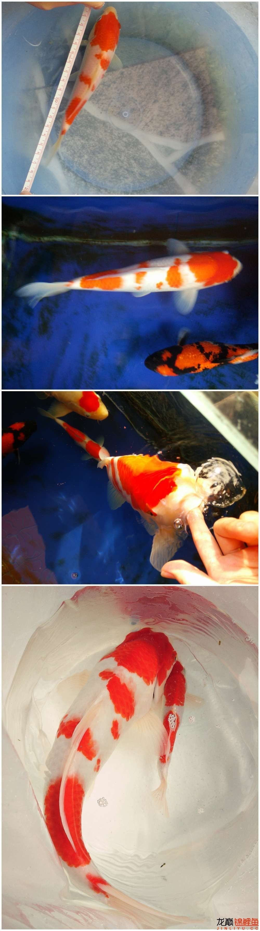 我的锦鲤梦，一直在坚持！