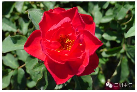 疆域风情玛纳斯,玛纳斯冰雪风情旅游季