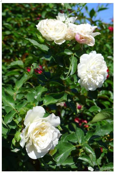 疆域风情玛纳斯,玛纳斯冰雪风情旅游季