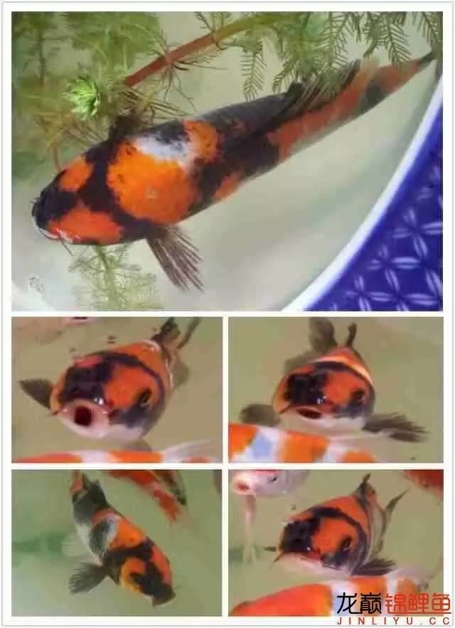 我的锦鲤梦，一直在坚持！